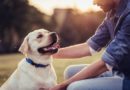 Détection canine des maladies : comment les chiens sont-ils dressés ?
